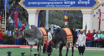 In Pictures: Royal Plowing Ceremony predicts high yields for rice, corn and soybeans