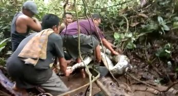 ស្ត្រីឥណ្ទូនេស៊ីមួយរូបបានស្លាប់ ដោយសារពស់ថ្លាន់លេប បន្ទាប់ពីបាត់ខ្លួនអស់ជាច្រើនថ្ងៃ